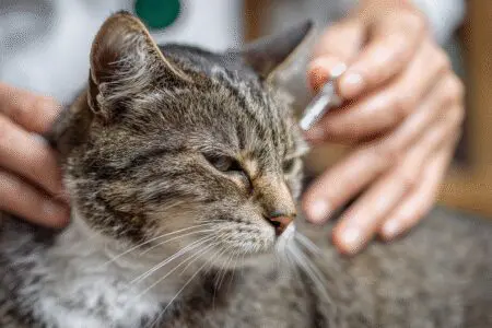 Veterinarjeva roka ki nanaša zdravilo na razdraženo kožo mačke ponazarja kako odpraviti garje pri mačkah